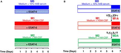 Mycobacterium tuberculosis Virulent Factor ESAT-6 Drives Macrophage Differentiation Toward the Pro-inflammatory M1 Phenotype and Subsequently Switches It to the Anti-inflammatory M2 Phenotype